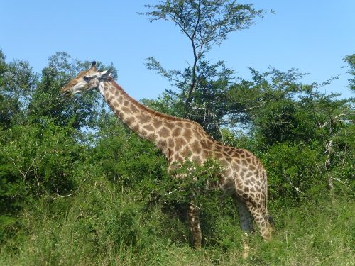 1288
