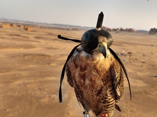 1598